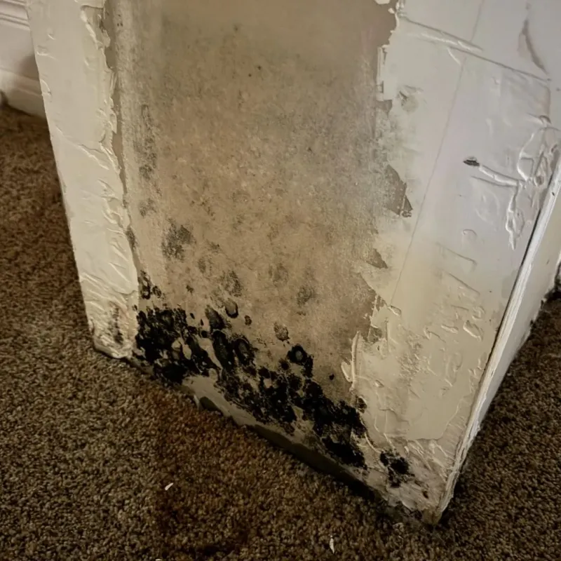 Professional Mold Removal in Fredericksburg, VA
